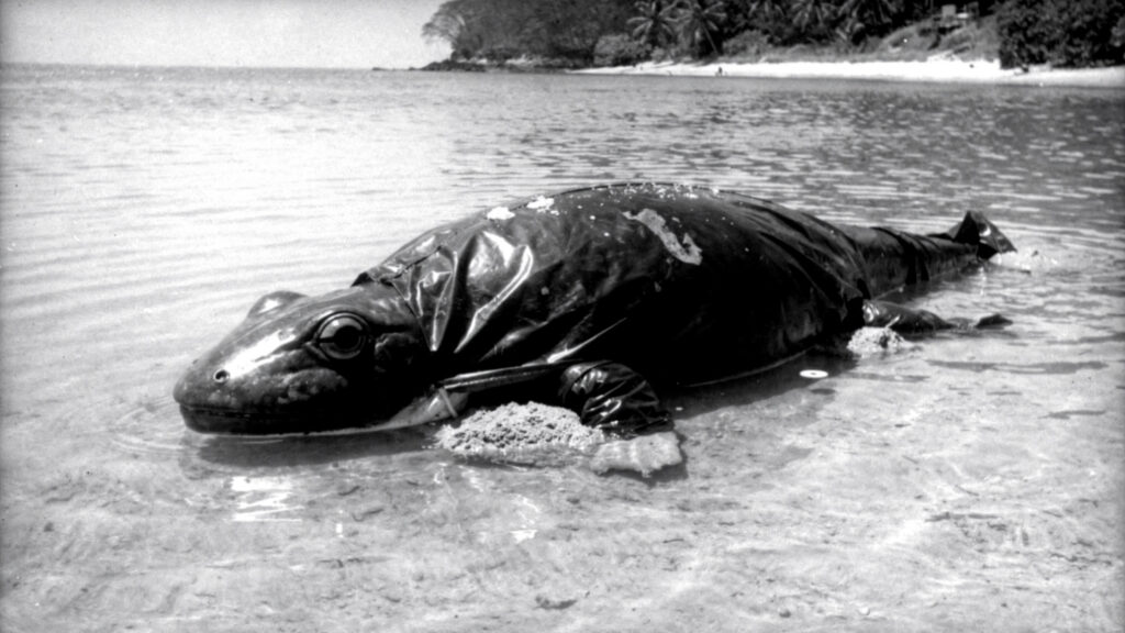  The Hook Island Sea Monster