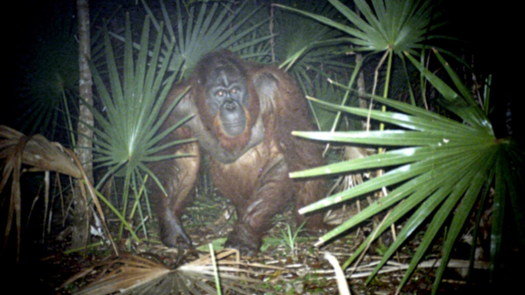  The Skunk Ape of Florida